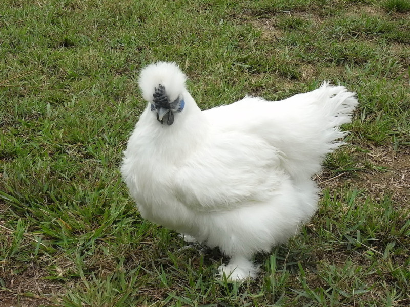 「畜試白絲羽烏骨雞」的新品種，此雞種40週齡平均產蛋數可達108枚。   圖：行政院農委會提供