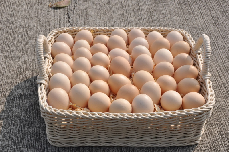 白絲羽烏骨雞蛋之營養價值高，所含的蛋白質、鋅、鐵、硒、卵磷脂等含量皆較來亨雞蛋(白殼蛋)高；   圖：行政院農委會提供