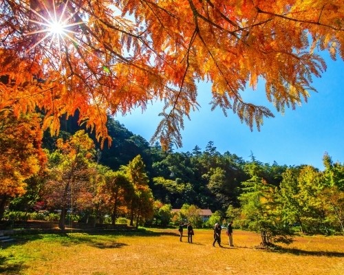 落羽松由翠綠轉秋紅季面貌。   圖：摘自武陵農場官方網站