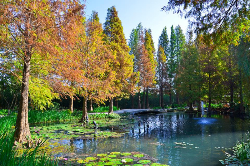 菁芳園的落羽松景觀，令人陶醉。   圖：翻攝自菁芳園官方網站