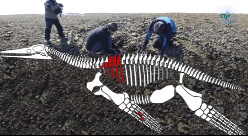 阿根廷科學家發現了1億5000萬年前巨型肉食性海洋爬行動物蛇頸龍（plesiosaur）的遺骸。   圖：翻攝Times Live網站