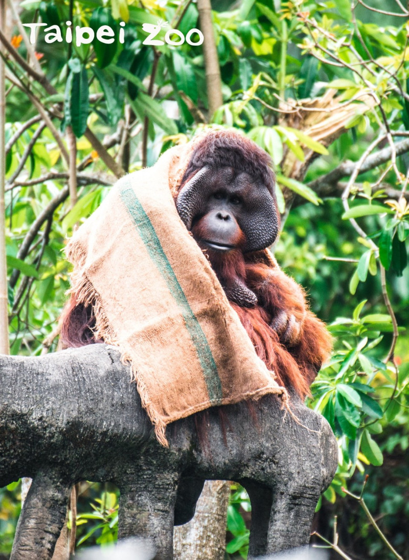 不只人類有禦寒措施，動物物們也有各式各樣的防寒妙招。紅毛猩猩披上麻布袋禦寒，模樣十分逗趣。   圖：台北市動物園提供