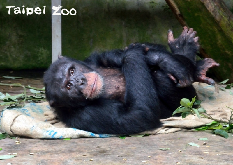 聰明的黑猩猩會禦寒措施是將麻布袋墊在地上睡覺，讓人類鋪毛毯睡覺一樣。
   圖：台北市動物園提供