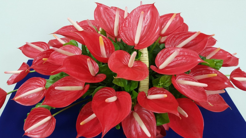 火鶴新品種「高雄3號-紅鈴」登場，未來消費者都可在花卉市場，購買到這項台灣自行育成的火鶴新品種切花。   圖：農委會高雄農改場/提供