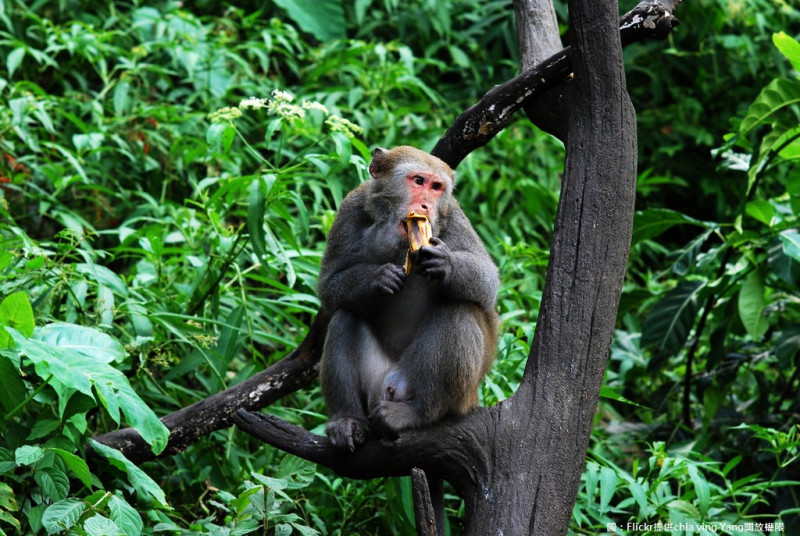高雄市餵食彌猴將要開罰新臺幣5千元以上1萬元以下罰鍰。   圖：Flickr提供chia ying Yang開放權限
