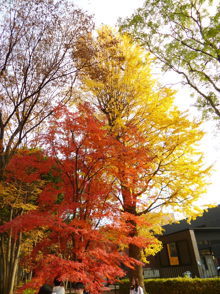 秋天東京的天然色就是紅黃兩色   圖/凱特文化提供