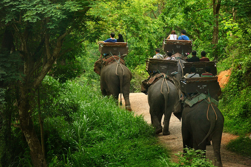 泰國騎大象旅遊相當熱門，但意外頻傳，也受到保護動物人士抨擊。   圖：翻攝泰國MAESA ELEPHANT CAMP 