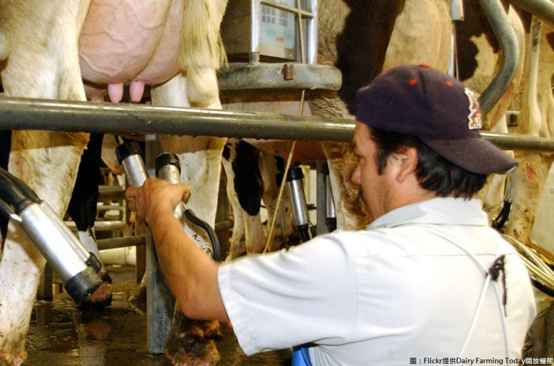 有關牛奶喝多使鈣質流失這種說法其實影響沒有想像中那麼大。   圖：Flickr提供Dairy Farming Today開放權限