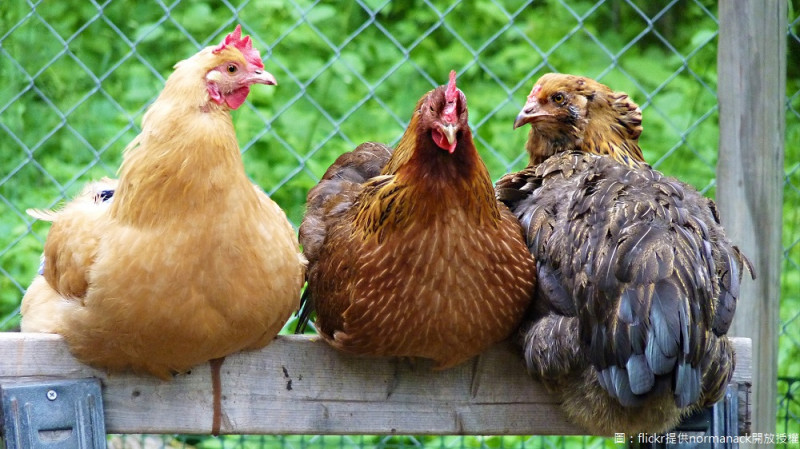 近日又有新一波禽流感的案例，因此農委會近日除了蛋雞場及土雞場一般防疫外，鴨場加入防疫工作列管。   圖：flickr提供normanack開放授權