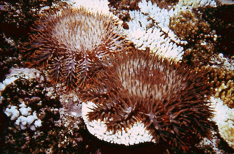 不僅連續2年出現珊瑚大面積白化，大堡礁還面臨棘冠海星數量大增的危機。 圖為掠食珊瑚使其白化的棘冠海星。   圖 : 取自維基共享資源 CC BY-JSLUCAS75 3.0