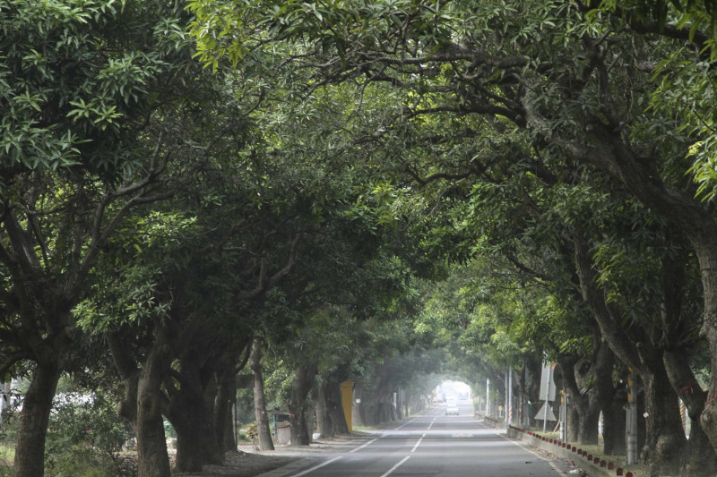太康綠色隧道約長三公里，路段兩側種植數百株芒果樹，樹齡都超過五十年。   圖/張大魯攝