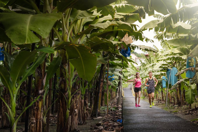 全台唯一香蕉路跑今（7）天開跑！參賽者可以在香蕉田中邊吃香蕉補給品邊跑。圖為旗山香蕉路跑資料畫面。   圖：翻攝自《旗山馬拉松》FB