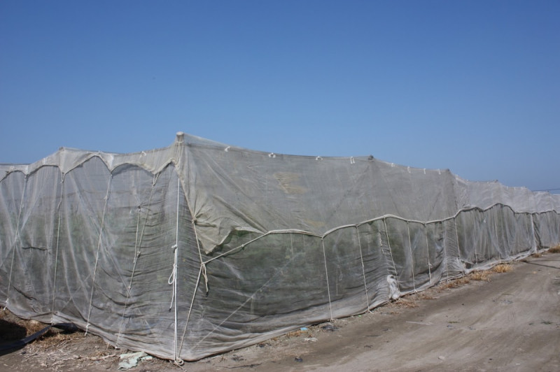 蔬菜與瓜果類應設置防風牆、防風罩、塑膠布或選用稻草或不織布直接覆蓋。   圖：農委會提供