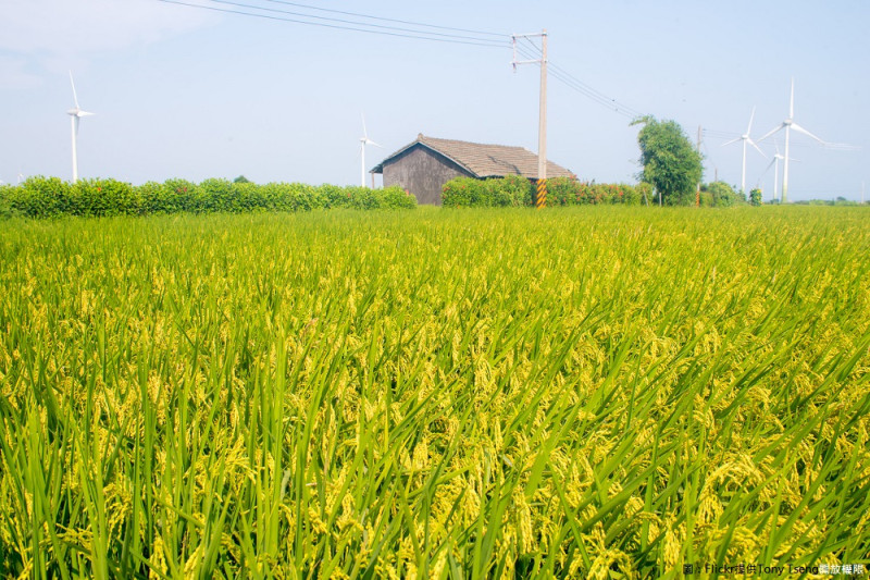 今年農糧署全面推動公糧保價收購稻作直接給付雙軌並行制度。   圖：Flickr提供Tony Tseng開放權限