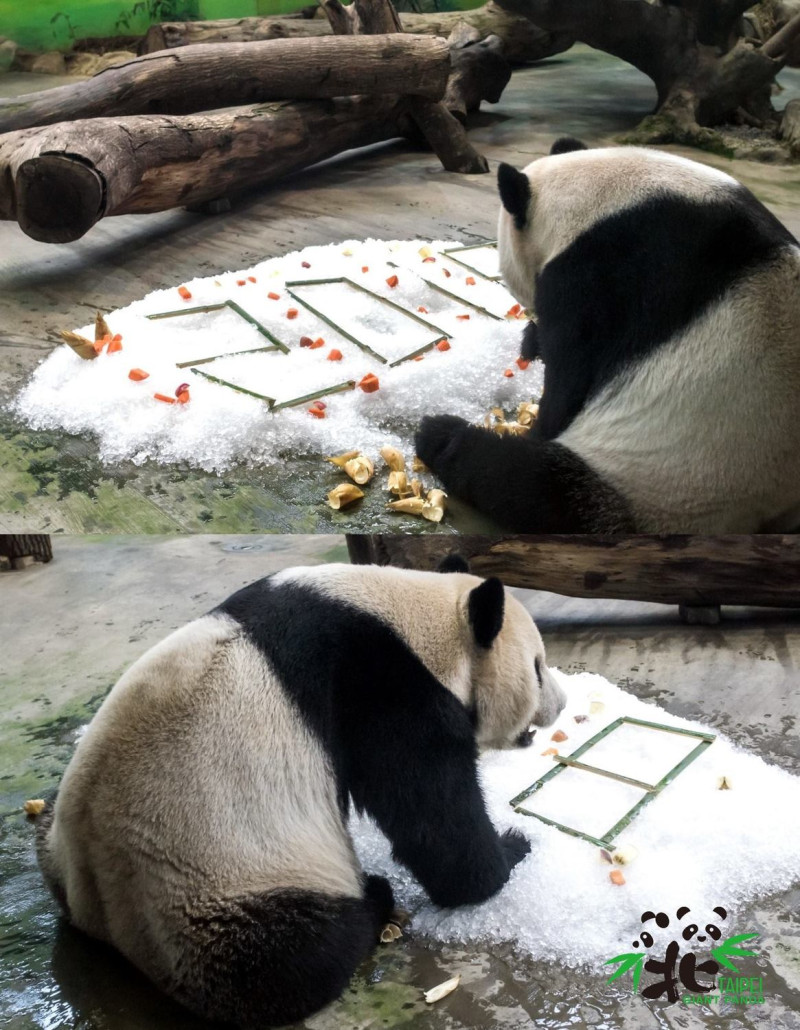 大貓熊團團準備大吃迎接2018年的下午茶餐點。   圖：《Taipei Zoo 臺北市立動物園》FB