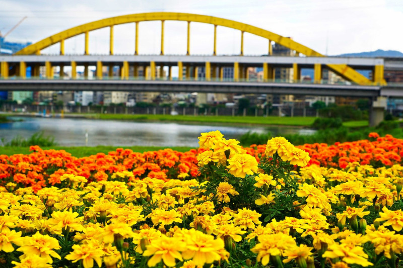 絕美河濱花海搭配河岸美景，享受花海美景。   圖：台北市政府提供