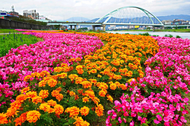 各式花卉在這百花齊放，壯麗而繽紛。   圖：台北市政府提供