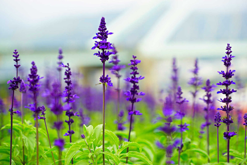 紫色粉萼鼠尾草，因為有花穗是紫色的，常被誤認為薰衣草，但薰衣草有香味可食用，而粉萼鼠尾草則純作園藝觀賞。   圖：台北市政府提供