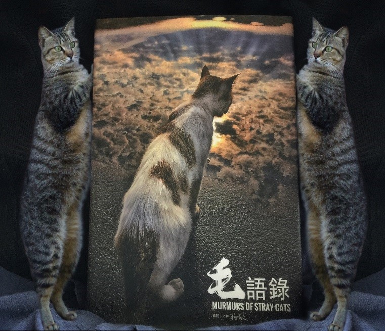 由攝影師楊明亮以一群流浪貓為主題的《毛語錄》，今天在台北益品書屋新書發表。   圖/益品書屋提供
