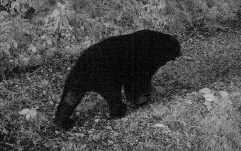 台灣黑熊在台東利嘉山區林道上漫步。   圖：台東林區管理處/提供