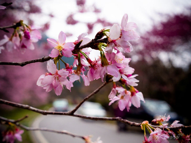 全台最強櫻花祭之一武陵農場櫻花季即將於2月展開，於2月16日(週五，大年初一)正式登場。   圖：Flickr提供中岑 范姜開放授權