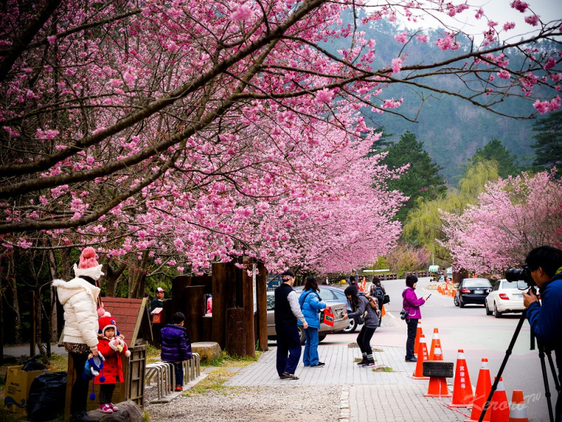 武陵農場櫻花祭每年吸引各地遊客前往觀賞。   圖：Flickr提供中岑 范姜開放授權