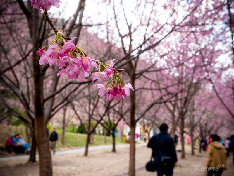 走在片布櫻花樹的林蔭大道景色，像是置身明信片中。   圖：Flickr提供中岑 范姜開放授權