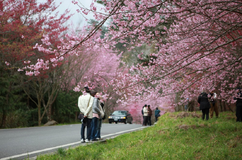 櫻花的美，總讓許多遊客駐足。   圖：Flickr提供y . l yeh 開放授權