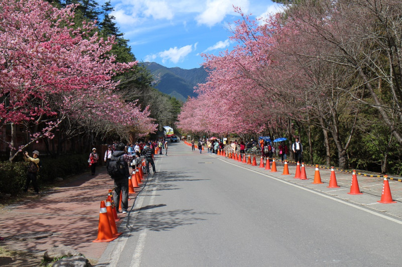 每年武陵櫻花季公路總局都有有相關交通措施。   圖：公路總局提供