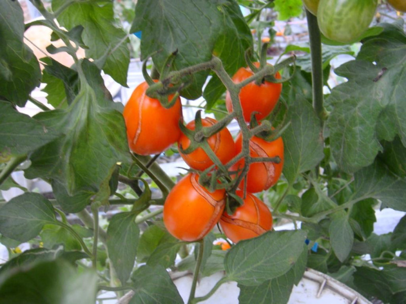 受到寒流影響，使番茄產生裂果及落果現象。   圖：農業局提供