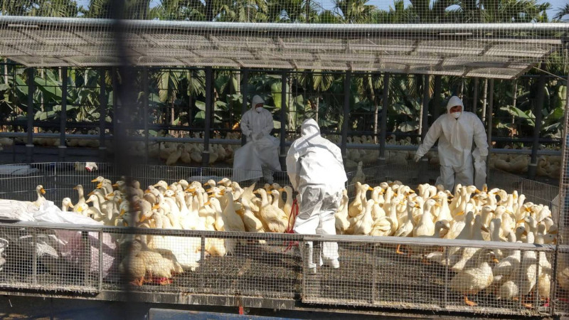 屏東縣有鴨場檢出H5亞型高病原性禽流感，動物防疫所撲殺約3萬9千隻肉鴨。   圖：屏東縣動物防疫所提供