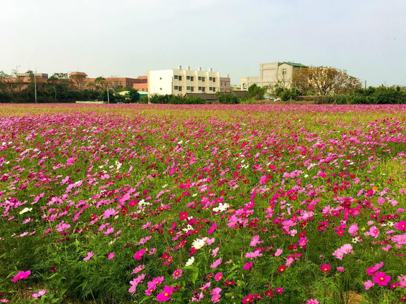 台中市政府表示約1月中旬陸續盛開，花期約3周，歡迎前往欣賞美麗的花海。   圖：台中市世界花卉博覽會FB提供
