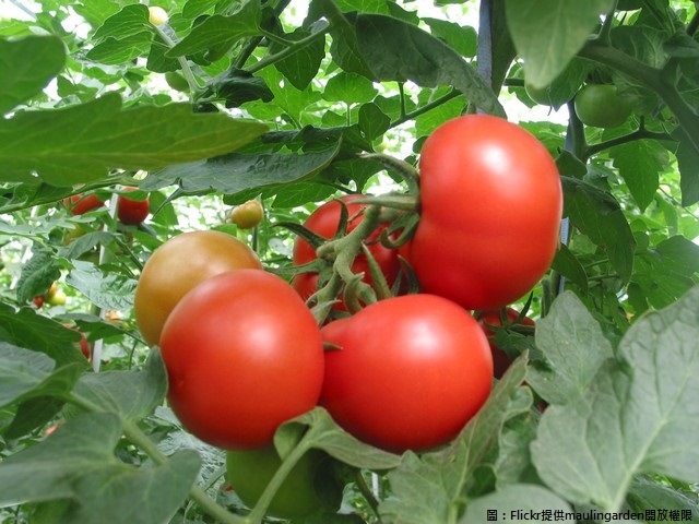 這次低溫受害最慘的就是食用番茄，由於低溫造成番茄裂果，損失金額達到1,772萬元。圖為番茄示意圖。   圖：Flickr提供maulingarden開放權限