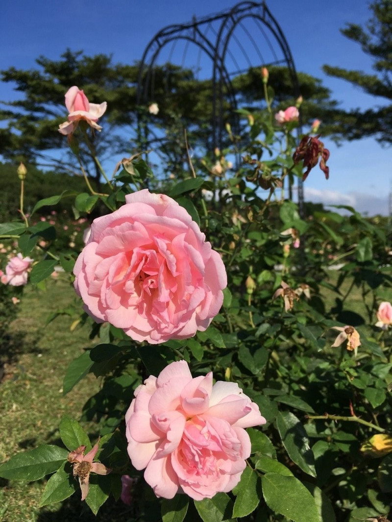 古老的茶玫瑰品種，柔美嬌嫩的粉紅櫻鏡。   圖：台北市工務局提供
