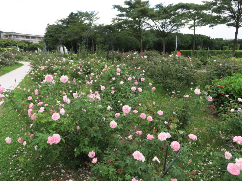 位於新生公園怡情園側的古典玫瑰園區充滿各式玫瑰。   圖：台北市工務局/提供