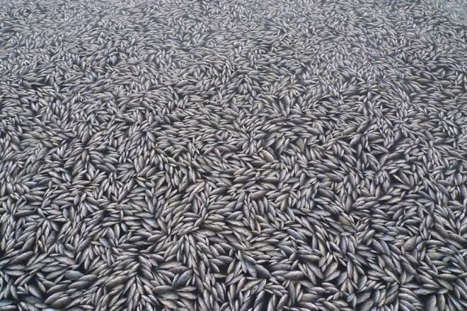 雲林、嘉義一帶養殖漁業因受到強烈寒流來襲，許多魚都翻肚死亡。   圖：翻攝我們的島臉書