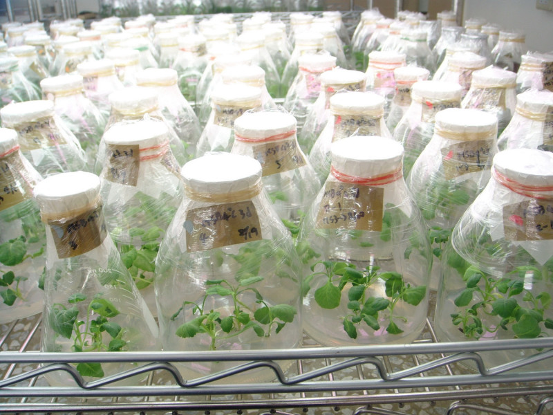 十字花科甘藍類蔬菜小孢子培養流程之發芽後小植株。   圖：農委會提供