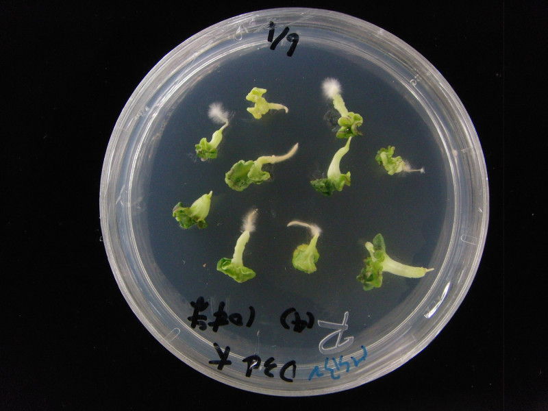 十字花科甘藍類蔬菜小孢子培養流程之子葉期胚。   圖：農委會提供