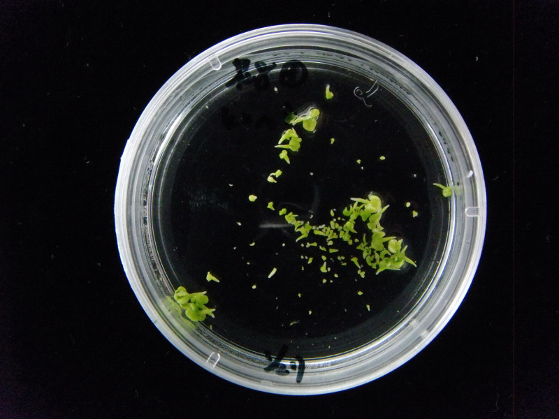 十字花科甘藍類蔬菜小孢子培養流程之小孢子胚發育。   圖：農委會提供