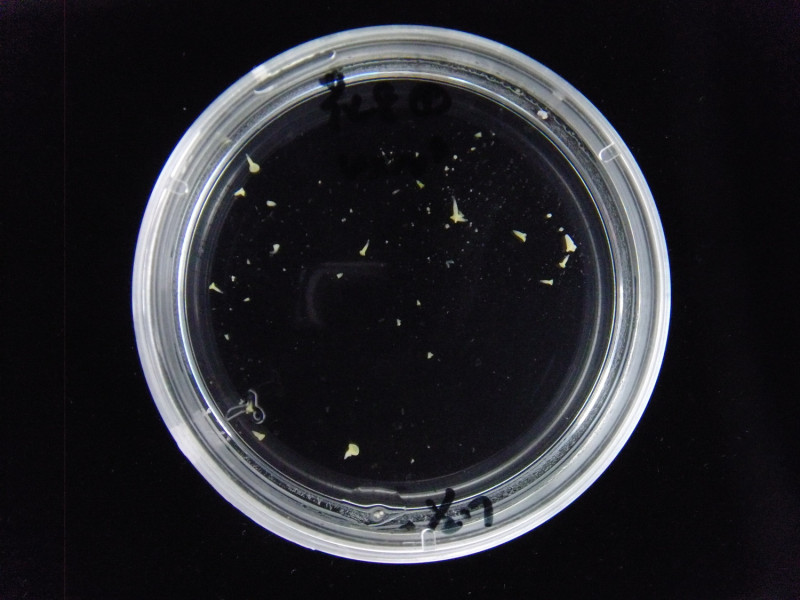 十字花科甘藍類蔬菜小孢子培養流程之小孢子胚形成。   圖：農委會提供