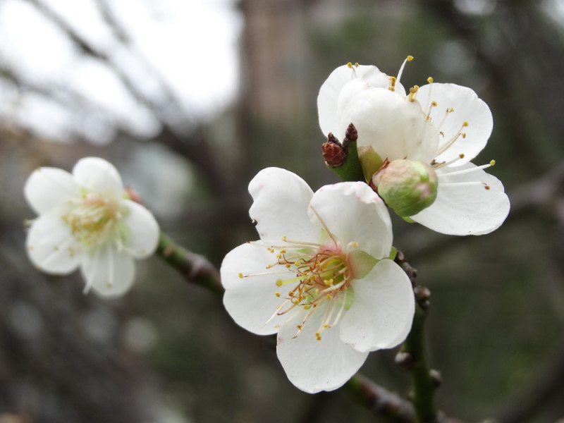 不讓南投信義鄉的梅花專美於前，台北市公園內清香淡雅的梅花正盛開。   圖：台北新花漾FB官網提供