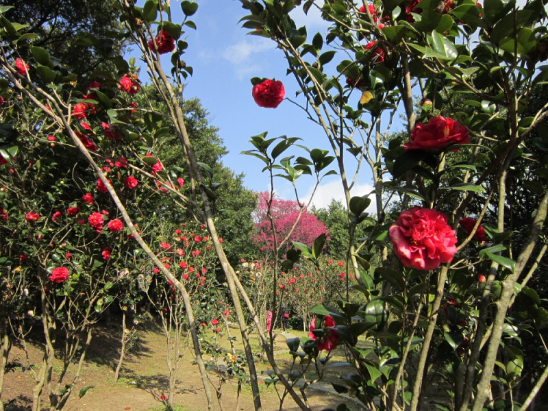 陽明山上的花卉試驗中心園區內茶花盛開，令人心曠神怡。   圖：台北新花漾FB官網提供