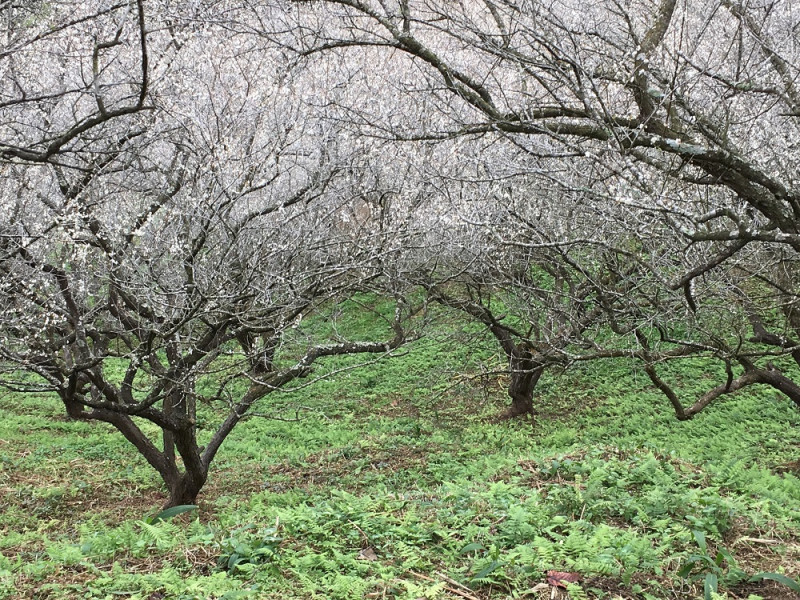 九份二山梅園的老梅樹花開五至六成把山頭都染白了頭，美不勝收。   圖：南投旅遊網提供