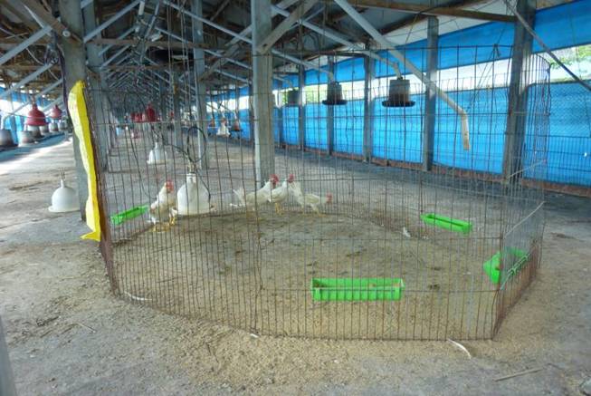 屏東縣為復養場進行哨兵雞試驗。   圖：屏東縣政府提供