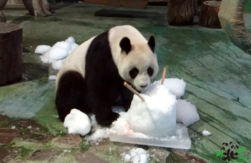 寒流一波一波來，許多動物園仍不怕冷的自得其樂。大貓熊「圓圓」抱著水果冰吃得津津有味！   圖：台北市動物園/提供