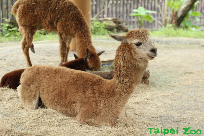 不論天氣怎麼轉換，羊駝身上的毛只會不斷生長。   圖：台北市動物園/提供