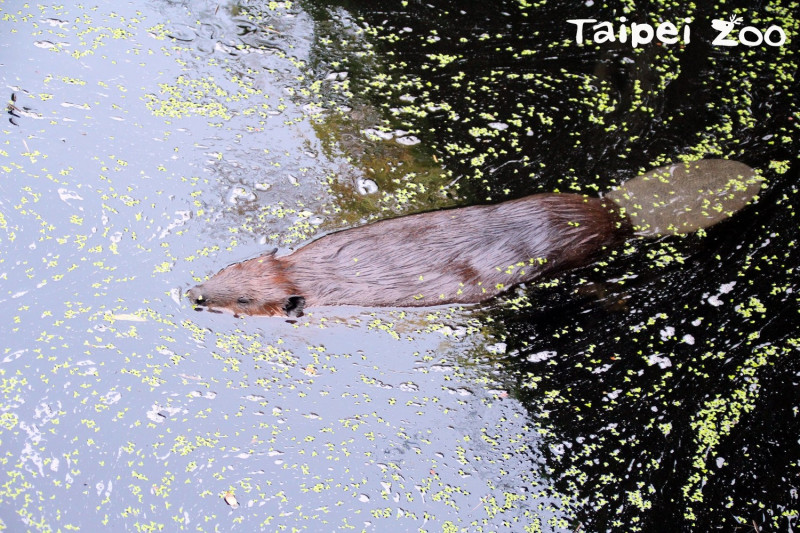 河狸泡即使水溫低，仍在水中依然面不改色。   圖：台北市動物園/提供