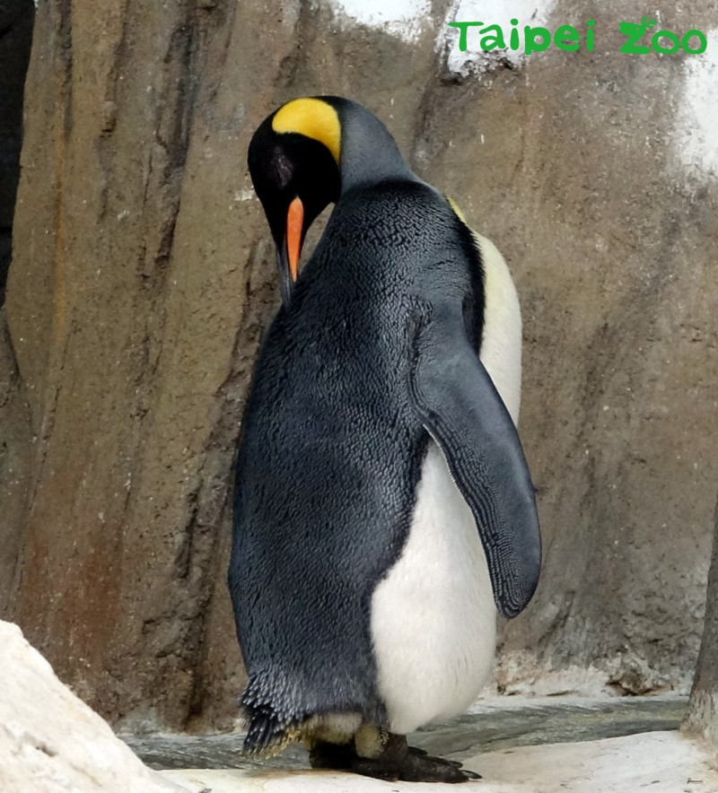 在野外國王企鵝會在入冬前努力的進食，好累積身上的脂肪，全動物園最不怕冷的動物非牠莫屬。   圖：台北市動物園/提供