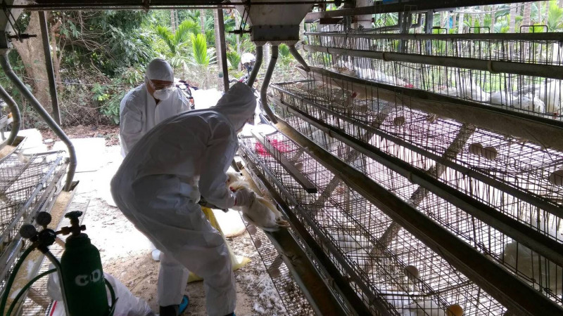 檢疫人員於屏東縣佳冬鄉撲殺約16,000隻蛋雞。   圖 : 屏東縣政府/提供 