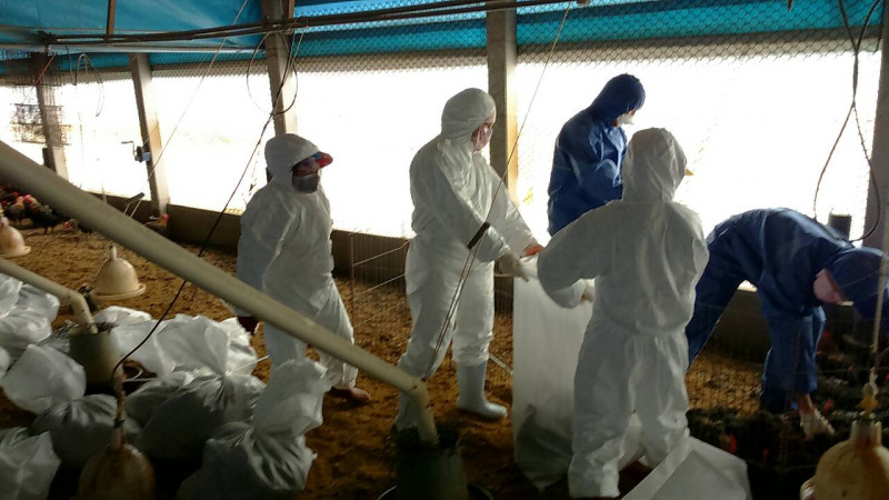 動物防疫所人員清理感染禽流感雞隻。   圖：彰化縣政府/提供